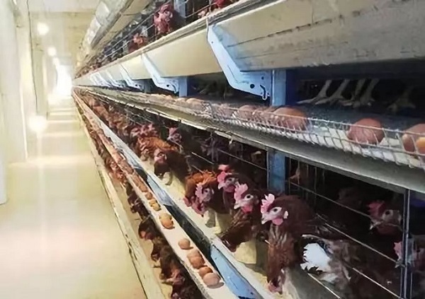 养鸡场长时间的停电问题用华全养殖用静音箱发电机组来解决